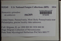 Stemonitis splendens image